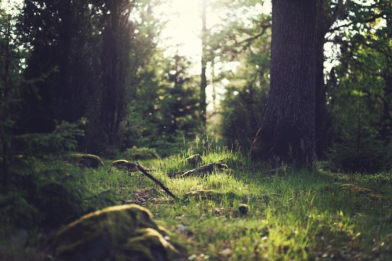 Enchanted Forest Clearing