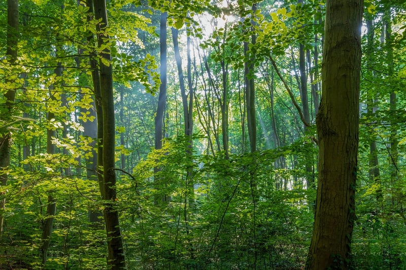 Forest Charm